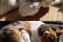 窮鼠猫をﾓﾌる