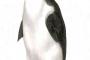 オオウミガラスっていう鳥の絶滅理由ひどすぎやろ……