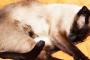 【再掲】一家そろって動物好きの叔父が亡くなったお葬式の日、飼ってたモフ猫が仏壇のある部屋から出ようとせずちょこんと座っていた。
