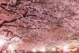 日本各地の桜の名所で見られた花見客のマナー（海外の反応）