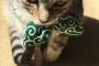 【画像】ワイの子猫、イタズラばっかりするｗｗｗｗｗｗｗｗ