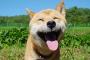 散歩中に愛犬がしたアレを処理せず放置する人に怒りの声・・・