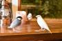 文鳥さんが可愛すぎてなんでも許しちゃう・・・(※動画あり)