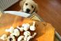 犬「ご主人がこれを食べてエライ事になってしまったワン」