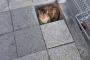【画像】な、なんと猫の重みでスイッチが！！