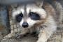 【画像】アライグマ発見 → 焼却処分 → 写真見た専門家「これアライグマじゃないやろ・・・」