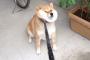 イッヌ「おっ！相棒が飼い主に可愛がられとるやないか」 	