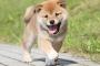 反則級の犬さんが見つかる・・・(※動画あり)
