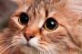 猫さんの瞳孔ってこんな開くんか・・・お目々まん丸や(※画像あり)