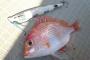最も美味しい魚、決定する 	