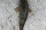 【速報】ワイ、平べったいお魚を釣る！！！！！