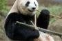 【速報】あの県がジャイアントパンダを誘致へｗｗｗｗｗｗｗｗｗｗｗｗｗｗｗｗｗｗｗ