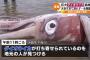 【超画像】島根に漂着したダイオウイカさん、ガチのマジでデカすぎるｗｗｗｗ 	