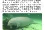 【ジュゴン死骸発見】鳩山元首相「辺野古の埋め立てで遂に死んでしまいました。人間のエゴで生き物を殺すのは止めにしようではありませんか」