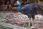 【世界一危険な鳥】　飼っていたヒクイドリに襲われ死亡・・・