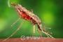 【韓国】マラリア発生率ＯＥＣＤ１位…休戦ライン境界地域に注意