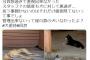 【悲報】女さん「動物園の犬がガリガリ！虐待だ！」そういう犬種だとすぐに指摘される