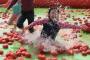 【不快画像】トマトプールで遊ぶバ韓国の幼獣ども