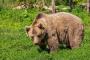 【悲報】登山者さん、とんでもない理由で山に住むクマを駆除しろと言い出すｗｗｗｗｗｗｗ 	