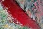 河川を真っ赤に染めた殺処分された豚の血…環境部「水質には問題ない」＝韓国の反応