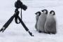 【画像】ペンギンさん、カメラマンに寄ってきてしまうｗｗｗｗｗｗｗｗ