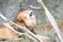 動物園であきらかに過大評価だろと思う生き物