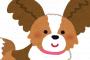 【事件】愛犬のパピヨンを蹴り殺された飼い主、衝撃のカミングアウト！！！