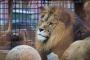 【悲報】経営が苦境になった動物園が驚きのアイデアでクラファンを行って話題に→ ご覧くださいｗｗｗｗｗｗｗｗ(画像あり)