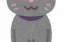【画像】20万で猫買って１週間が経った結果ｗｗｗｗｗｗｗｗｗｗｗｗｗｗｗ