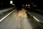 【超悲報動画】クマさん、煽り運転されてしまうwwwwwwwwwwwwwwwww