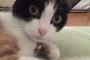 【ねこ画像】 はちわれ、ふさふさチャトラ ほか