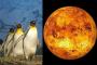 ペンギンは金星からの使者、大気中にある化学物質と同じものが発見…英研究者らが示唆！