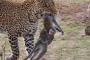 【画像】ヒョウに食われてる母猿にしがみつく子猿ｗｗｗｗｗｗｗｗｗｗｗｗ