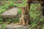 【ねこ画像】山ねこ、寺ねこ