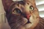 【ねこ画像】キジトラさん、布団に埋もれる ほか
