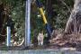 【ねこ画像】神社のねこ