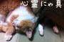 【ねこ画像】心霊にゃ真、ミケにゃんの雄たけび ほか