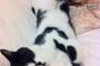 【ねこ画像】らっこ寝、箱入りミケにゃん、ねこのあご ほか
