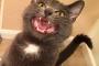 【ねこ画像】がおーっ、ねむねむねこ、人間の食事を狙ってる？ ほか
