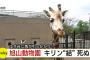 旭山動物園のキリン「角が抜けねえ」→ 死亡