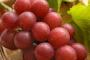 高級ブドウ苗木の“韓国流出”受け…石川県が特許庁と対策へ