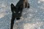 うちの実家の幼いチワワと遊ぶために通ってきてくれた近所の黒猫の太郎さん