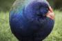 【画像】地球っぽい鳥さん、発見される