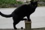 近所の塀の上に鎮座ましますスマートな黒猫さん。  可愛いな、と思ってしばらく見てたら  カブに乗った太ましいニーチャンが通りかかる。