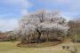 【韓国】日本の桜をなくす…韓国品種に植え替えへ　ソウル汝矣島