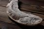 【超衝撃】インドで発見された『化石』、ガチでヤバイ事実が判明する！！！！！！