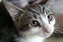 幽霊を見た。  が、その幽霊は若い女で猫好きらしく、しゃがんでうちの猫をかわいーかわいーしながら撫でて居た。【再】