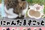 猫のキンタマ、ガチャガチャで登場ｗｗｗｗｗ（画像あり）