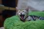 【ねこ画像】ついにあくびを激写、すりすりねこ、外出阻止！！！ ほか【再】