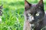 高校の時に飼ってた猫、その名もスチュワート・ド・ハイゼンベルグⅢ世【再】